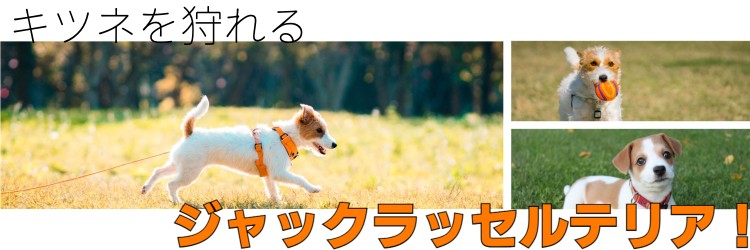 なんといってもジャックラッセルテリア！